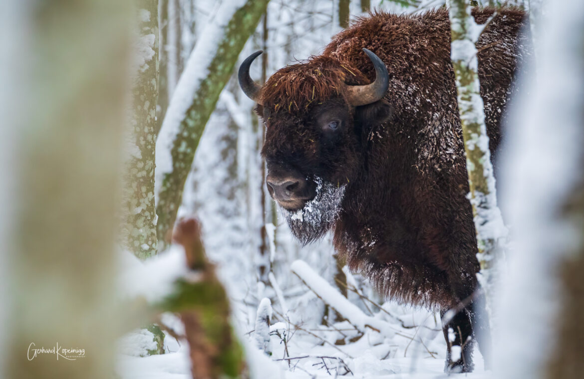 Bialowieza 2018