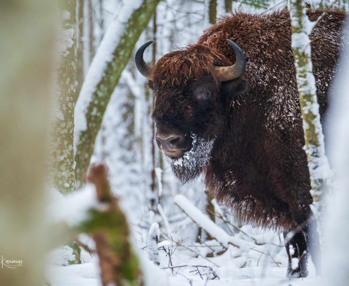 Bialowieza 2018