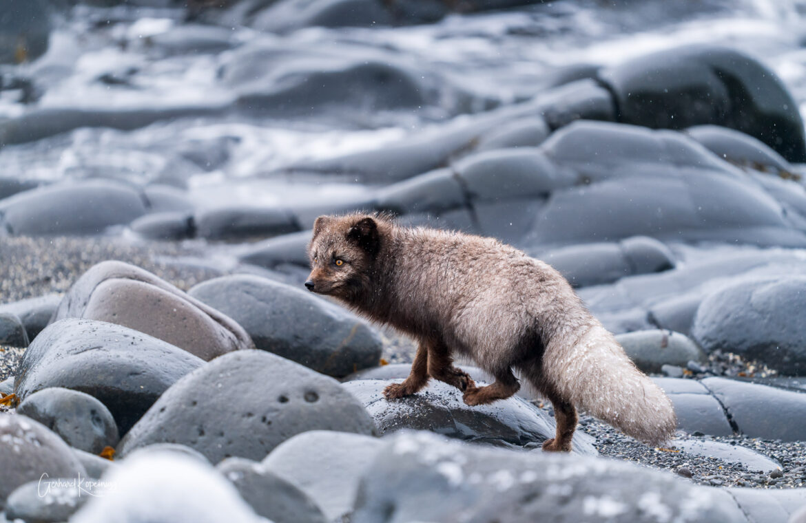 Polarfüchse auf Hornvik 2025