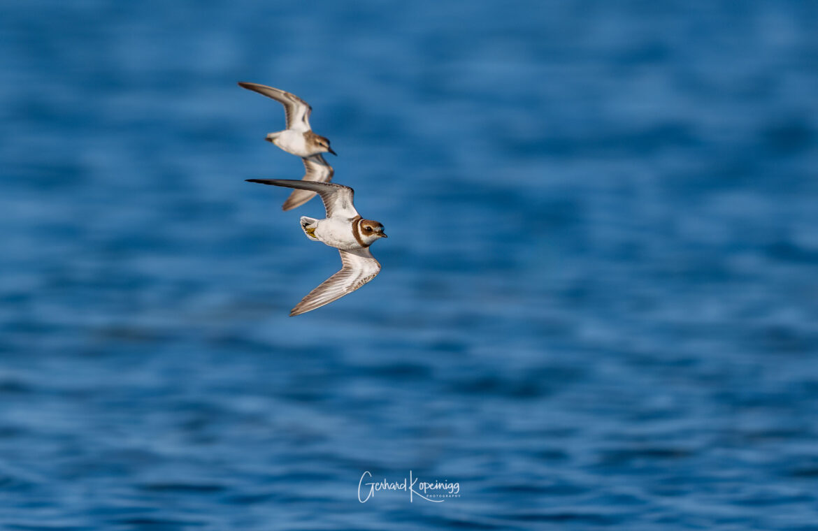 Plovers of Nova Scotia 2025