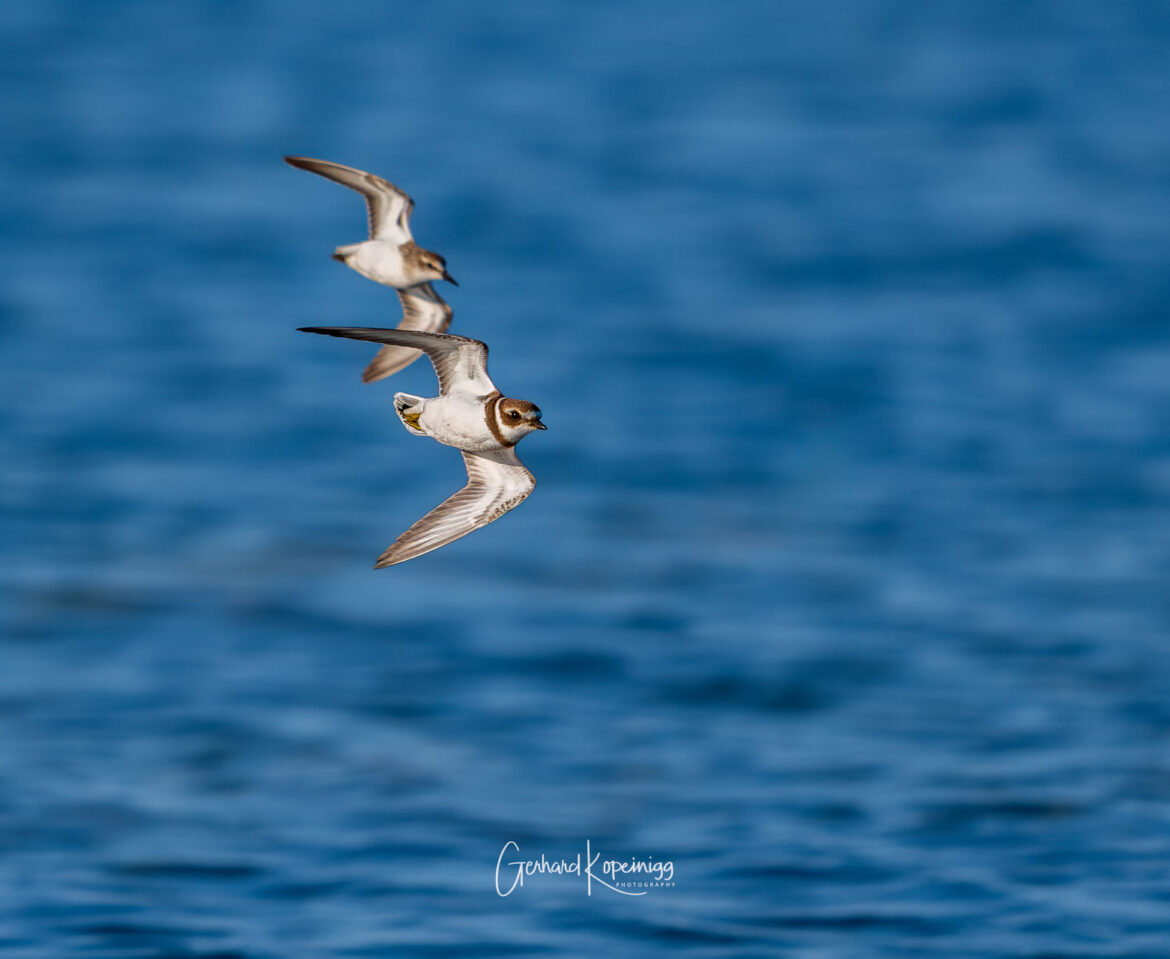 Plovers of Nova Scotia 2025